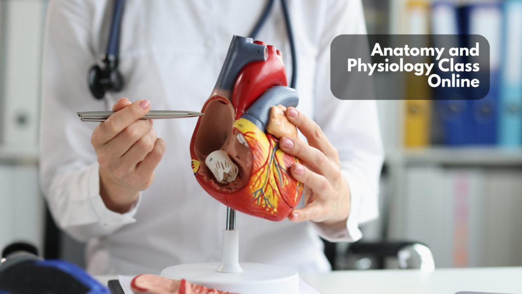 Read more about the article Anatomy and Physiology Class Online