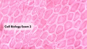 Read more about the article Cell Biology Exam 2
