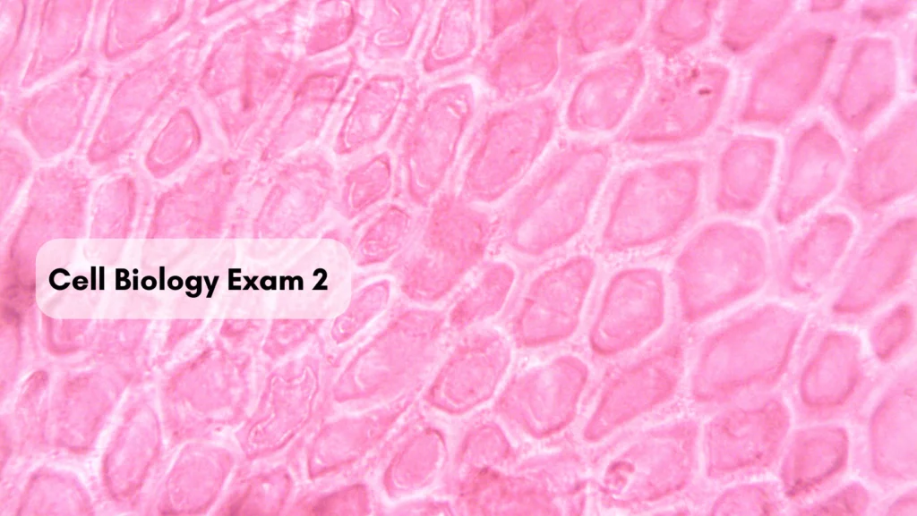 Read more about the article Cell Biology Exam 2