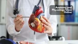 Read more about the article Anatomy and Physiology Class Online: Sections, Length, and Learning Strategies